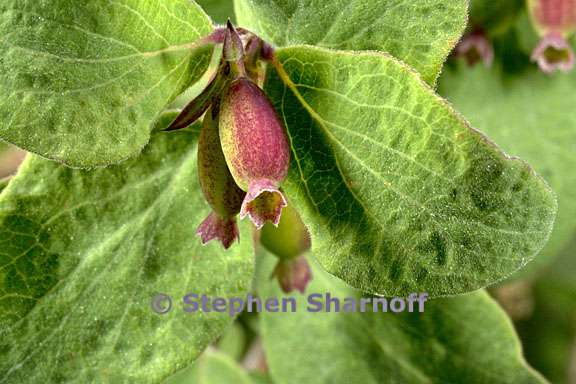 symphoricarpos rotundifolius 4 graphic